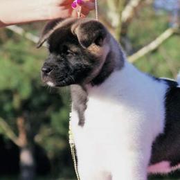 Akita from Okami Akitas