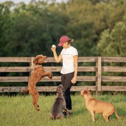 Poodle Puppies from Remnant Ranch Poodles