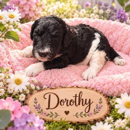 Dorothy - Parti female Poodle puppy in Washington, Pennsylvania from Patriotic Poodles