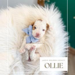 Ollie - Red  male Goldendoodle puppy in Cedar City, Utah from Cedar Doodles- Home of the Teddybear Goldendoodle
