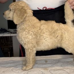 Poodle Puppies from Pawsable Prospects