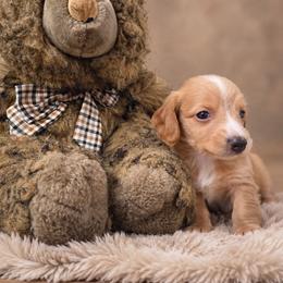 Kellum - Piebald male Dachshund puppy in Greenfield, Ohio from Buck Run Creek Dachshunds