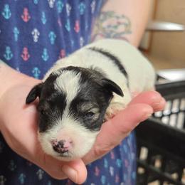 Rigatoni - Parti male Miniature Schnauzer puppy in Allison, Iowa from Firefly Stables