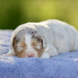 Rmm2 - Red merle male Australian Shepherd puppy in Stephenville, Texas from Diamond H Aussies