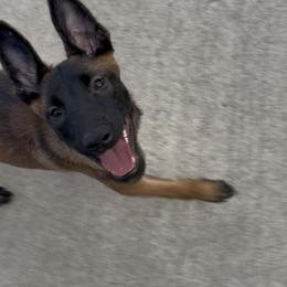 Belgian Malinois Puppies from Lion and The Lamb Kennel
