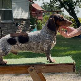 Dexter - Dachshund