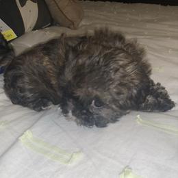 Girl 1 - Black female Shih Tzu puppy in Benbrook, Texas from Michael’s Shih Tzus