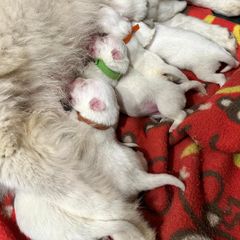 Japanese Spitz Puppies from IMag Japanese Spitz