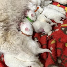 Japanese Spitz Puppies from IMag Japanese Spitz