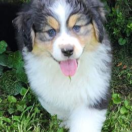 Australian Shepherd Puppies from Kelbrook Farm Australian Shepherds