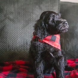 Goldendoodle Puppies from Doodle Me This Goldendoodles