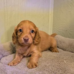 Kona - Wheaten female Dachshund puppy in Windom, Minnesota from Wyrmhund Dachshunds