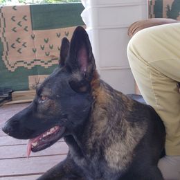 Ziva - German Shepherd