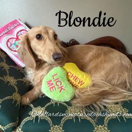 Blondie - Dachshund