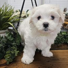Green Collar Boy - White male Maltese puppy in Guyton, Georgia from Fluff Town Puppies