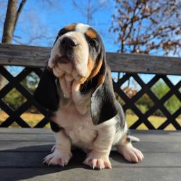 Ray Ray - Black brown and white male Basset Hound puppy in Denison, Texas from Emma Lou's Baby Bassets