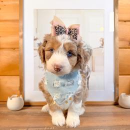 Aurora - Brown merle female Aussiedoodle puppy in Chattanooga, Tennessee from Remedy Ranch Aussiedoodles