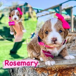 Rosemary - Red  female Goldendoodle puppy in West Haven, Utah from Split Mountain Doodles