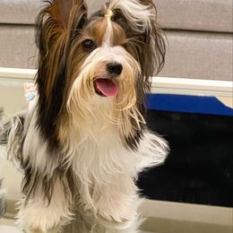 Aspen - Biewer Terrier