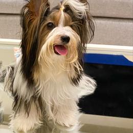Aspen - Biewer Terrier