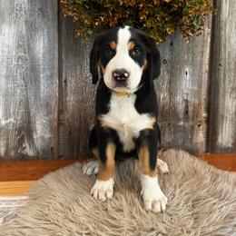 Oceana - Black, white and red female Greater Swiss Mountain Dog puppy in Chester, Illinois from Hilltop Swissys