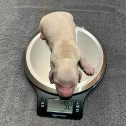 Cream Longhair Boy 1 - Cream male Dachshund puppy in Pauls Valley, Oklahoma from Simply Happy Dachshunds
