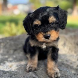 Monty1 (Montana) Blue - male Golden Mountain Doodle puppy in Twin Falls, Idaho from Magic Valley Family Doodles