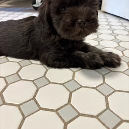 Girl 1 - Liver female Miniature Schnauzer puppy in Alabama from Little River Miniature Schnauzers