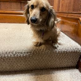 Lacie - Dachshund