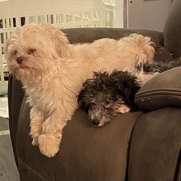 Shih Tzu All Grown Up from Oodles of Poodles & Doodles