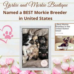 Morkie, Shorkie, and Yorkshire Terrier Puppies from Yorkie and Morkie Boutique