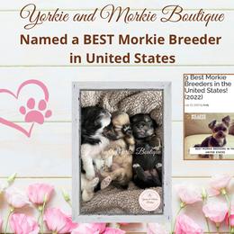 Morkie, Shorkie, and Yorkshire Terrier Puppies from Yorkie and Morkie Boutique