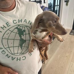 Milo - Dachshund
