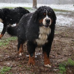 Whiskey - Bernese Mountain Dog