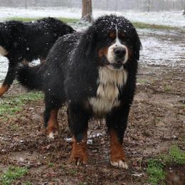 Whiskey - Bernese Mountain Dog