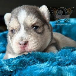 Monarch Bella''s Lauren - Silver and white Pomsky puppy in Greeley, Colorado from Monarch Pomskies | Northern Colorado