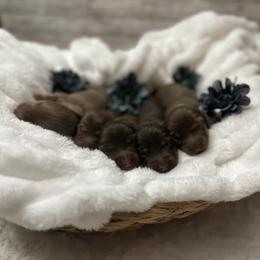Dachshund Puppies from Storybook Dachshunds