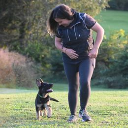 German Shepherd and Golden Retriever Puppies from Dream Dogs