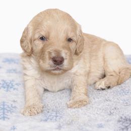 Carolina - Cream female Aussiedoodle puppy in High Point, North Carolina from Kingsfield Doodles