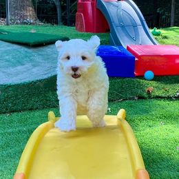 Australian Labradoodle Puppies from Charlotte Labradoodles