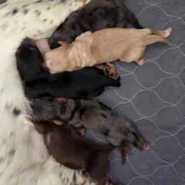 Dachshund puppies from Leanna's Labradors and Miniature Dachshunds