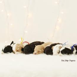 Sparky (Black Collar) - Black and white male Cavapoo puppy in Republic, Missouri from Red Skye Puppies