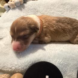 Elsa - Orange - Sable and white female Collie puppy in Morocco, Indiana from Collegiate Bassets and Rheign Collies