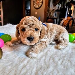 Doc - Apricot male Goldendoodle puppy in Forest, Ohio from Mini Doodle Buddies