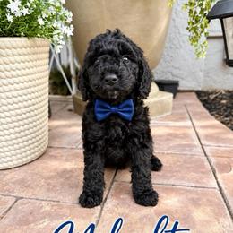 Midnight - Black male Goldendoodle puppy in Orangevale, California from Ugly Dad Doodles