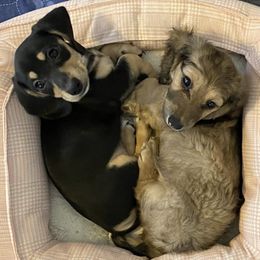 Dachshunds from Deal’s Doxies