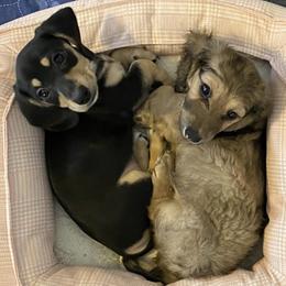 Dachshunds from Deal’s Doxies