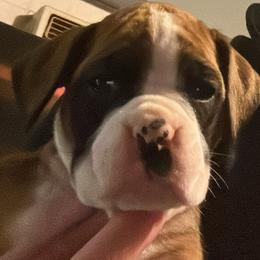 Boxer Puppies from C&J Euopean Boxers