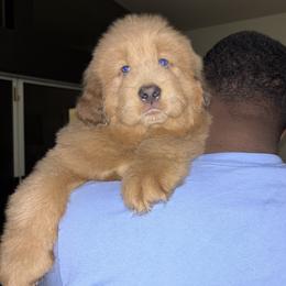 Tibetan Mastiff puppies from Crown Lion Kennels