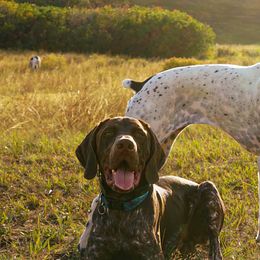 German Shorthaired Pointers from Sweet Life Kennels